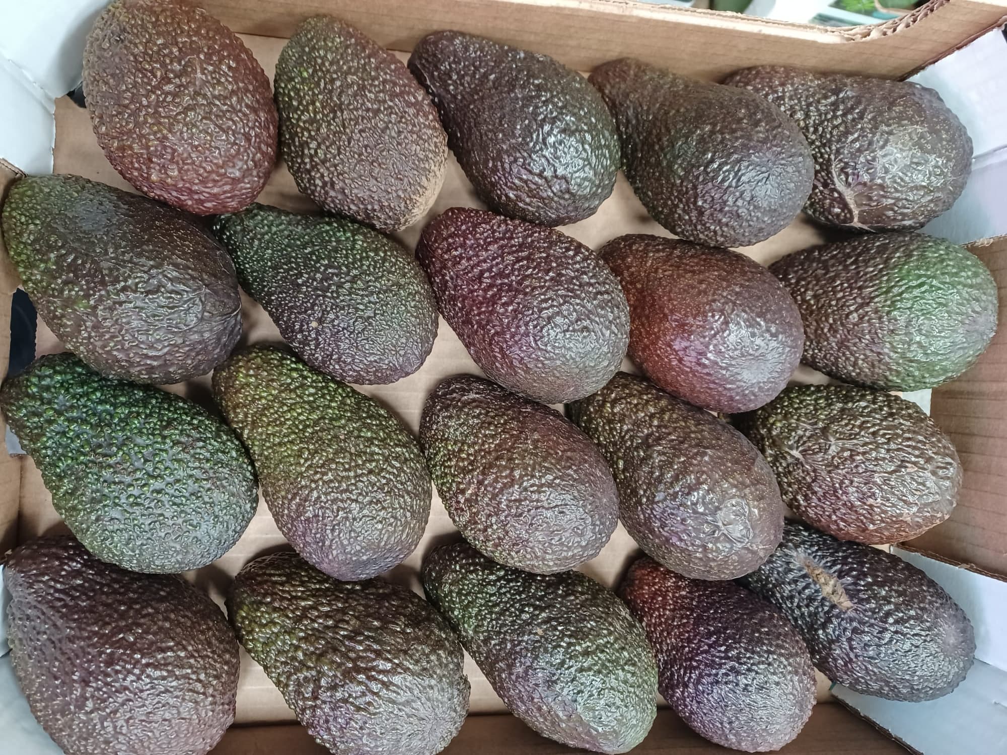 Caja vista desde arriba con aguacates Hass maduros colocados para su distribución