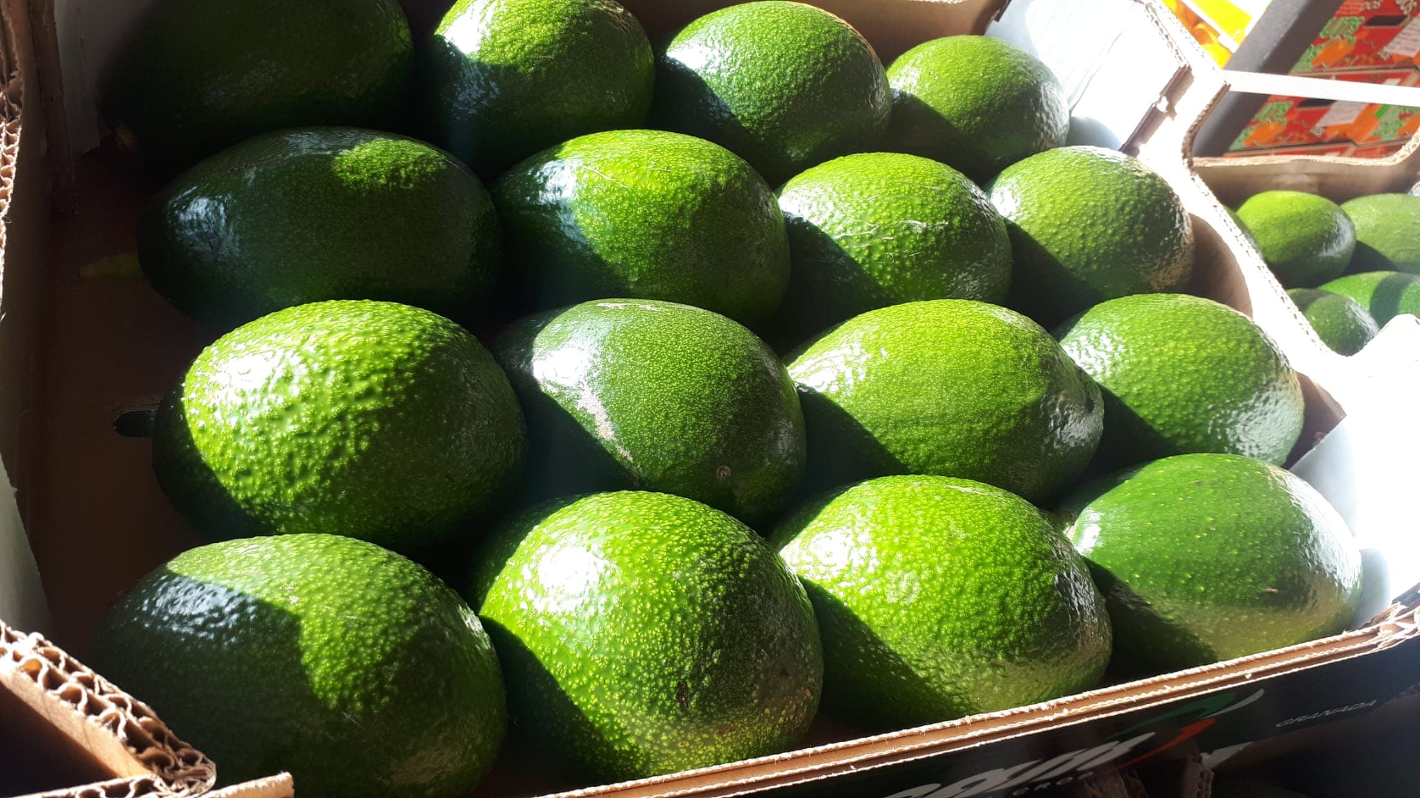 Caja de aguacates verdes iluminados con luz natural durante la exposición