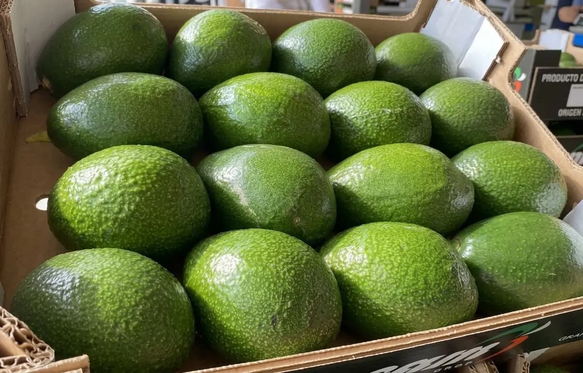 Caja con aguacates verdes frescos acomodados para su venta