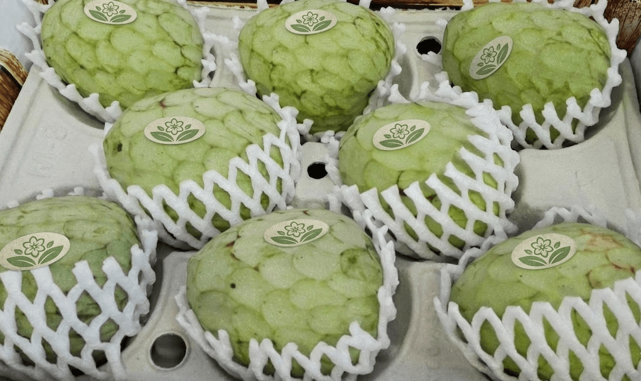 Chirimoyas protegidas con malla individual y etiquetadas en bandeja alveolada