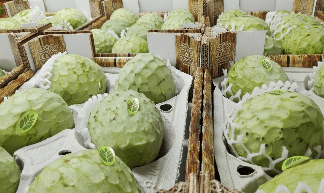 Chirimoyas en envase premium con alveolos y etiquetado individual