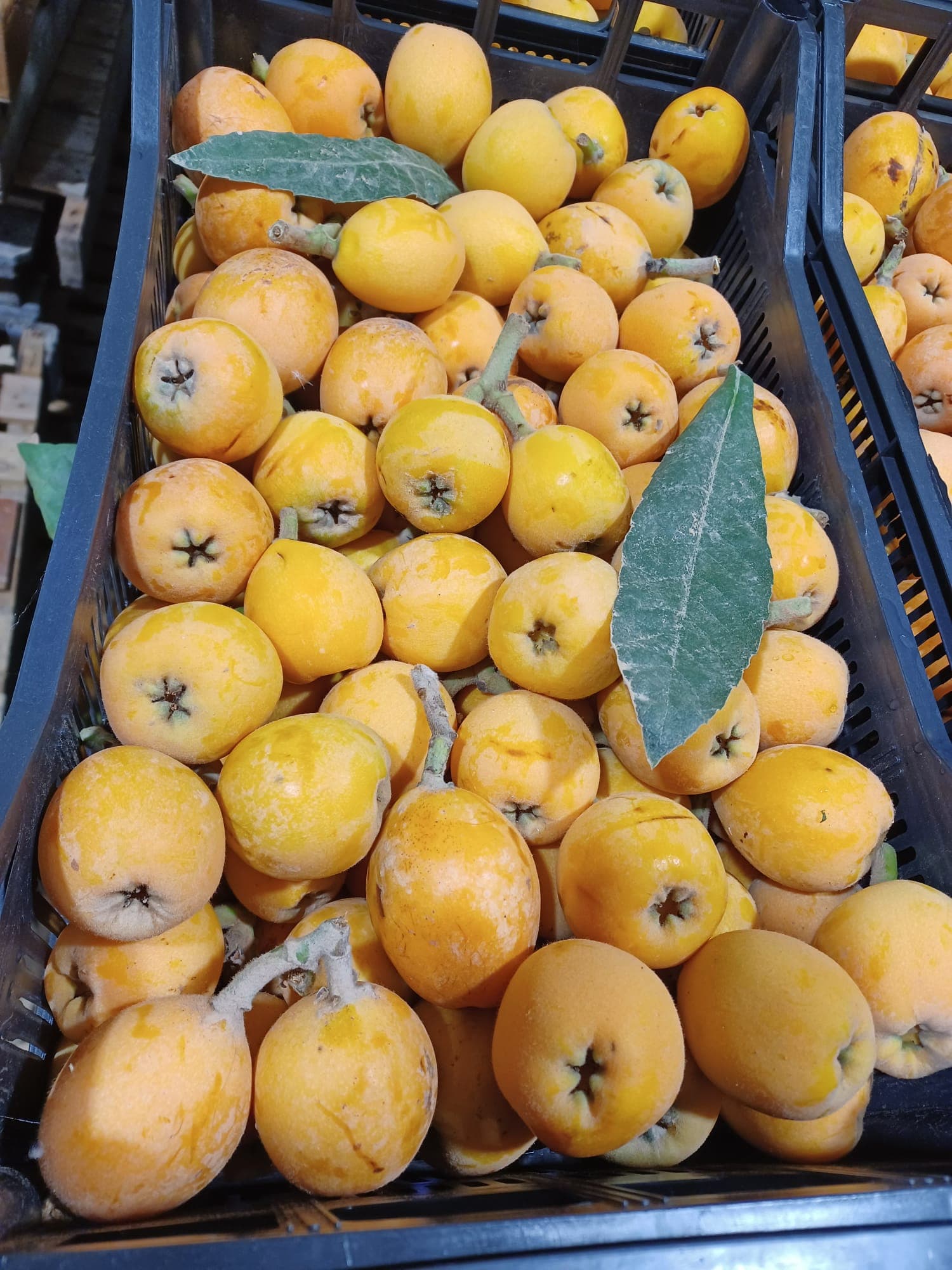 Caja negra con nísperos amarillos maduros recién recolectados