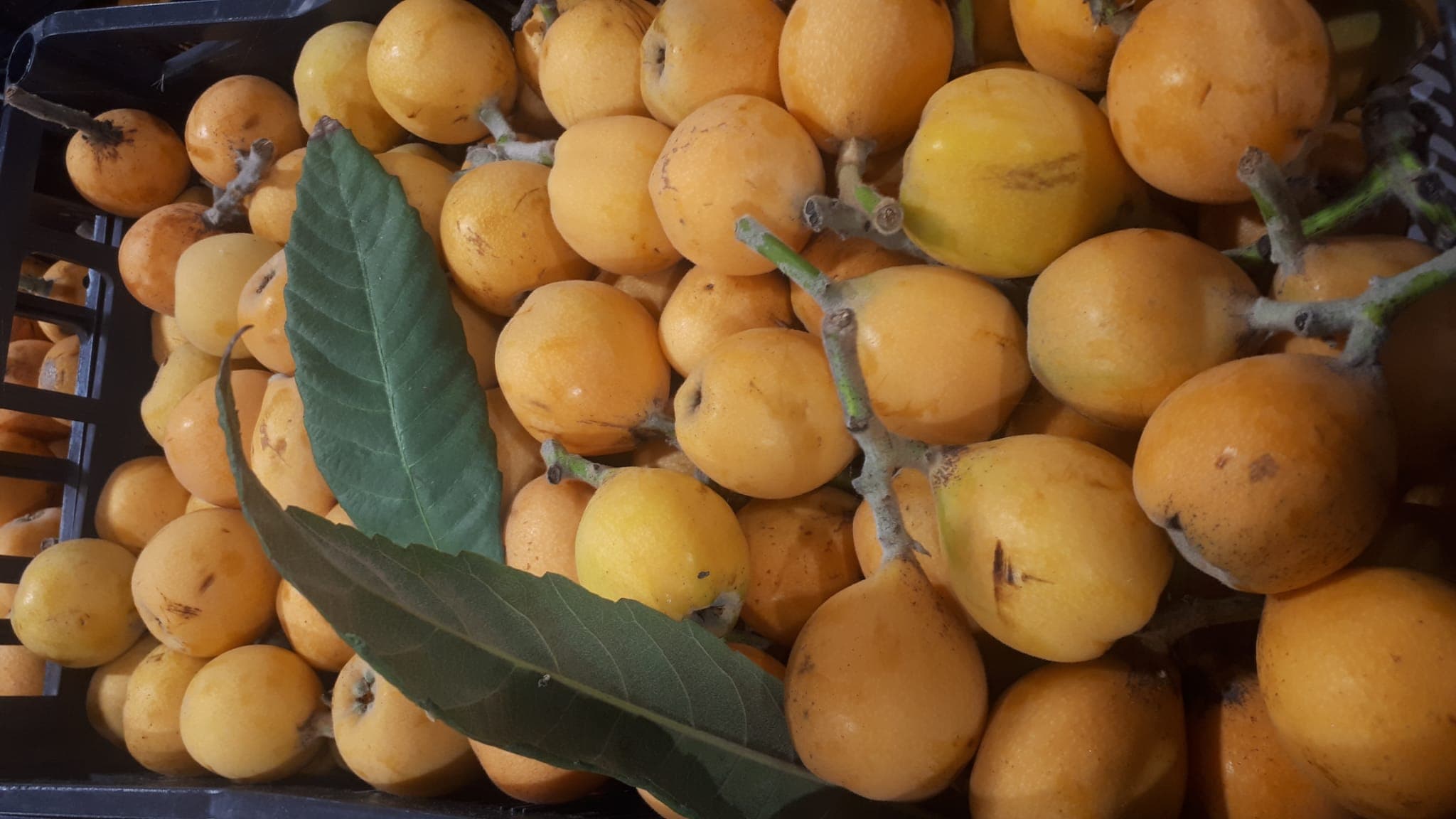 Primer plano de nísperos frescos con hojas sobre caja de recolección