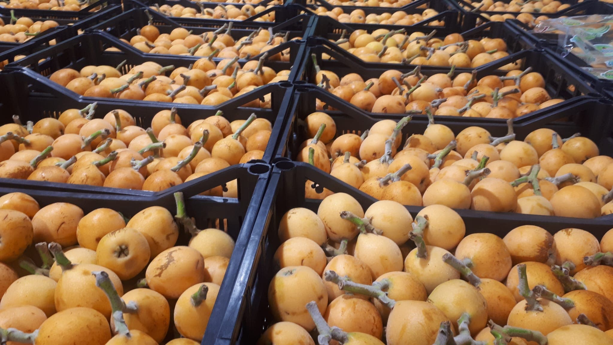 Varias cajas de nísperos alineadas en zona de exposición y preparación